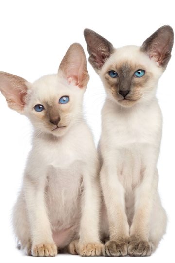 aa